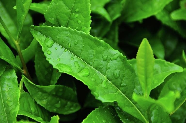 Tinh chất trà xanh có khả năng kháng viêm, giải độc cơ thể, kích thích tiêu hóa, điều trị một số bệnh da liễu thường gặp.